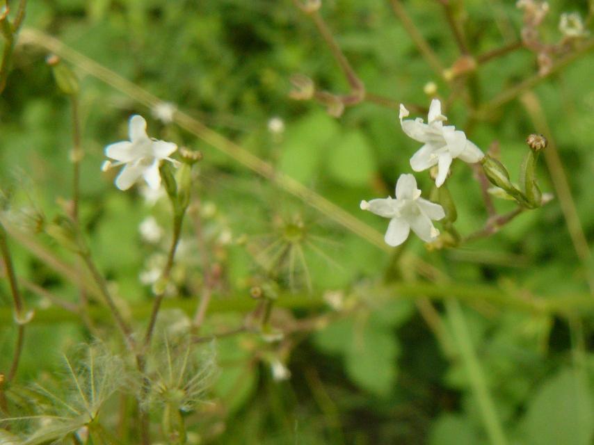 pianta del fosso - Valeriana sp